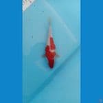 kohaku ginrin short body