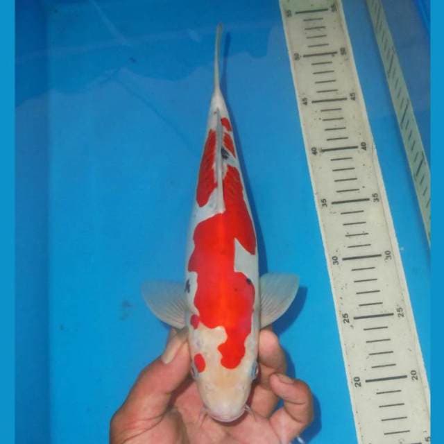 UNIQUE SANKE