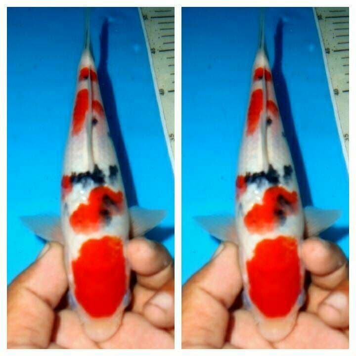 Baby sanke f1