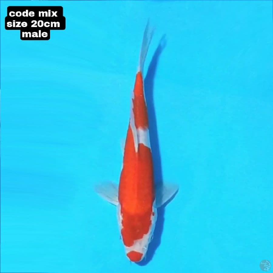 KOHAKU