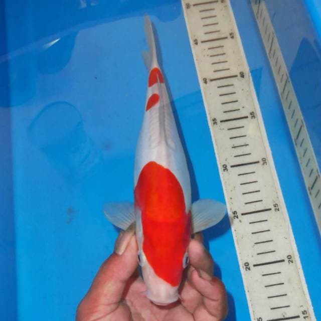 KOHAKU MULUS