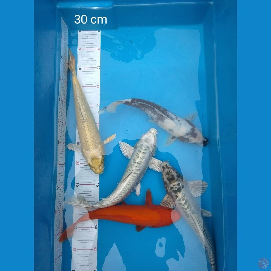 mixkoi