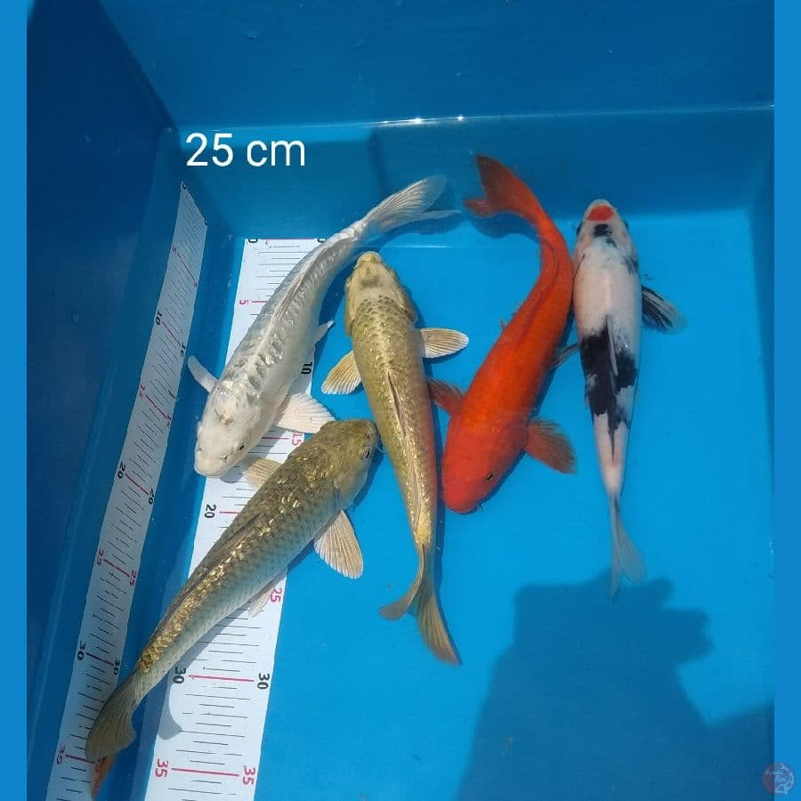 mixkoi