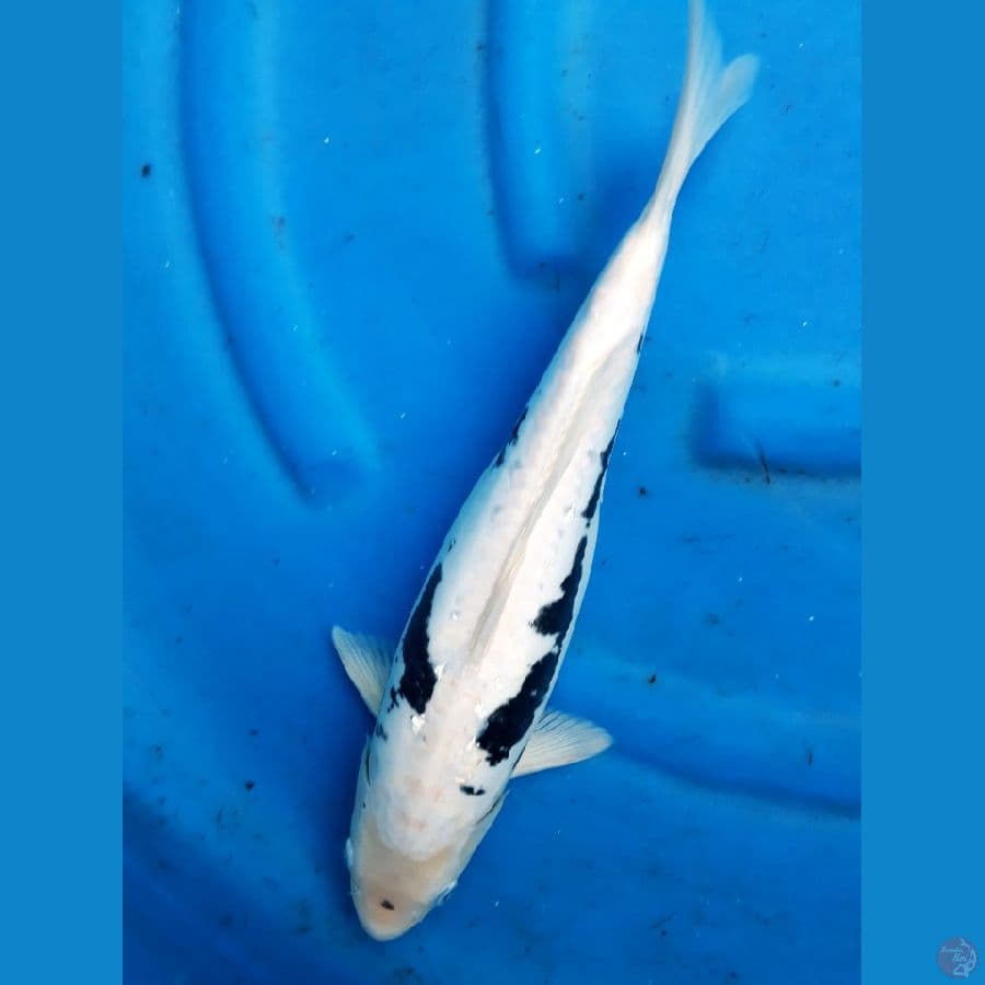 kumonriyu 39cm