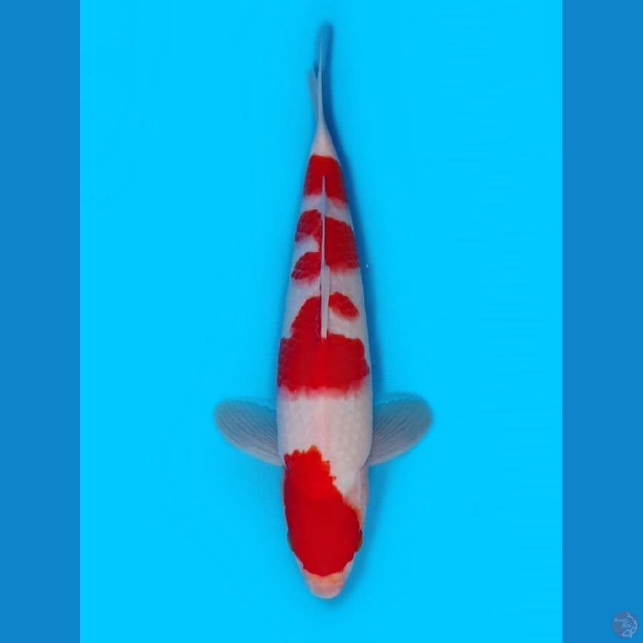 kohaku 30cm