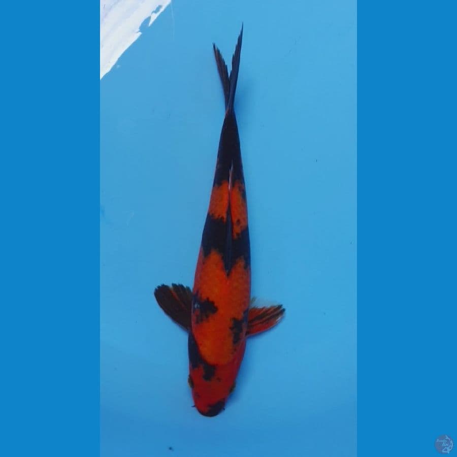 Hi Utshuri 30cm 