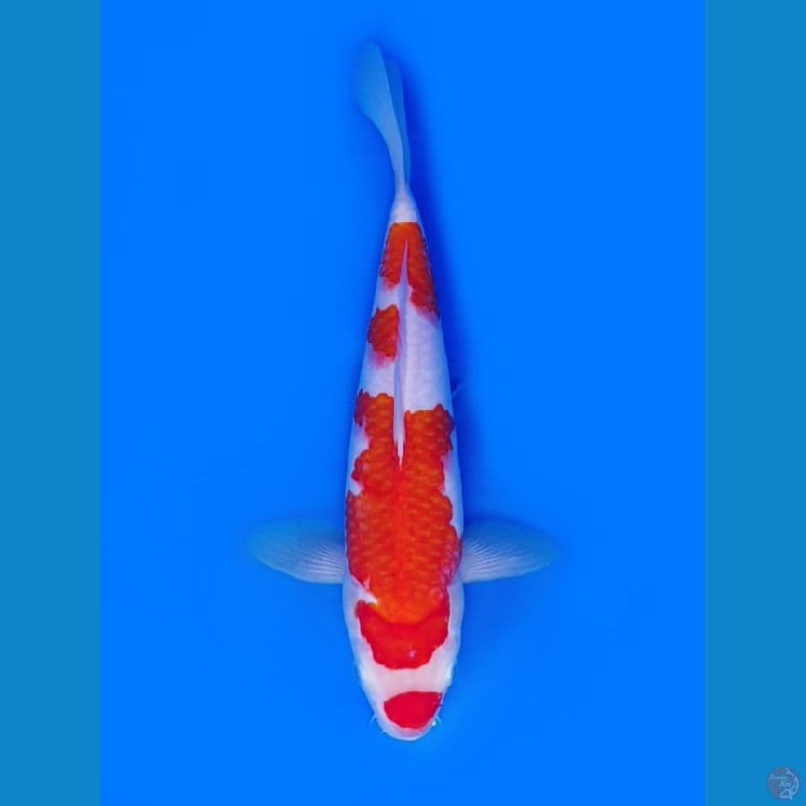 Kucibeni Kohaku 27cm