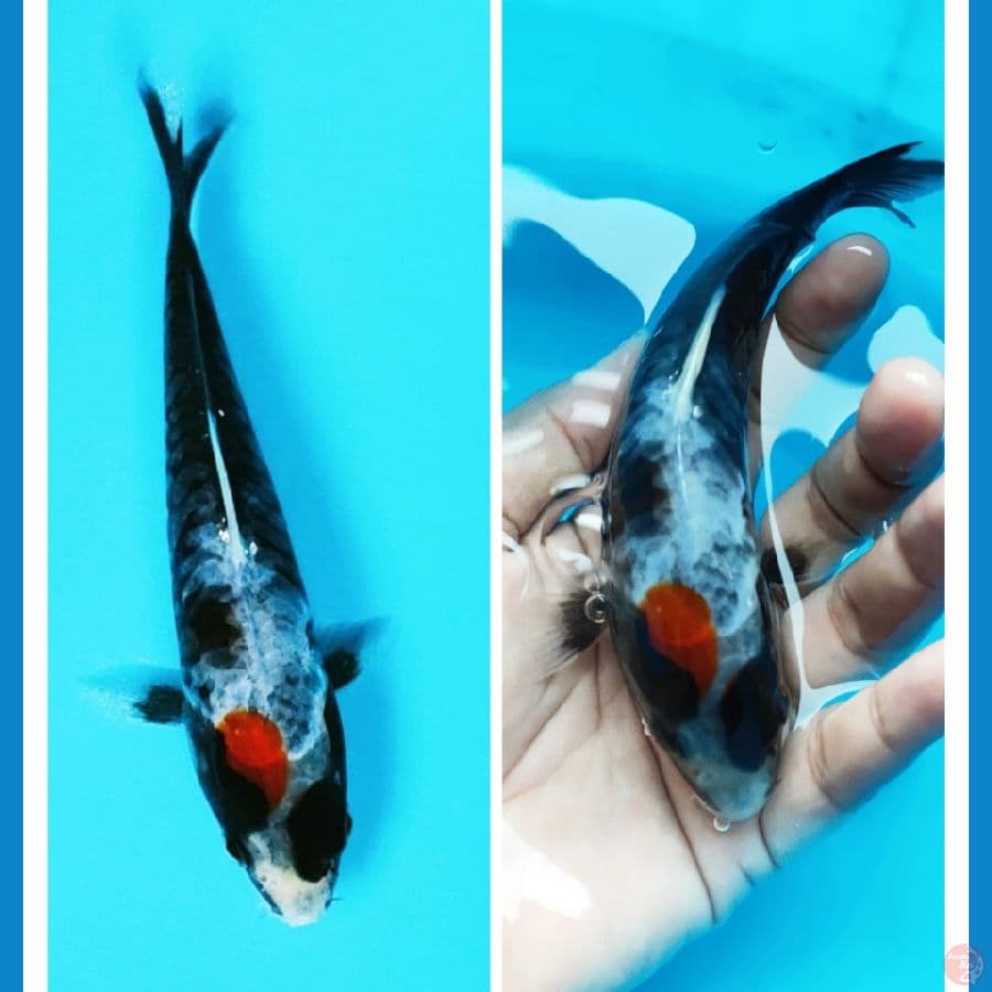 antik kawarimono 16cm doitsu