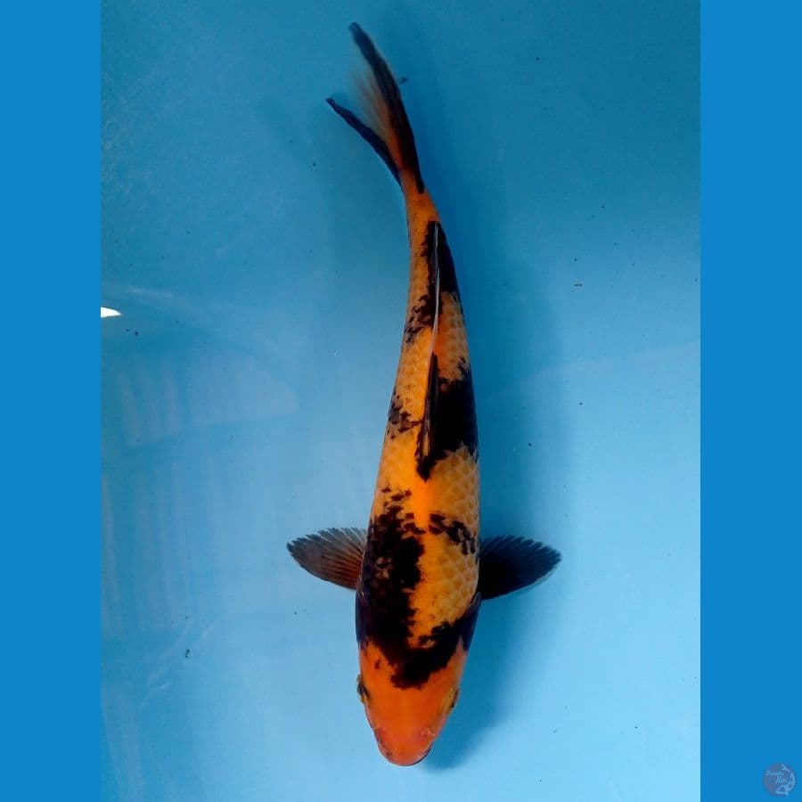 utsuri 28 cm