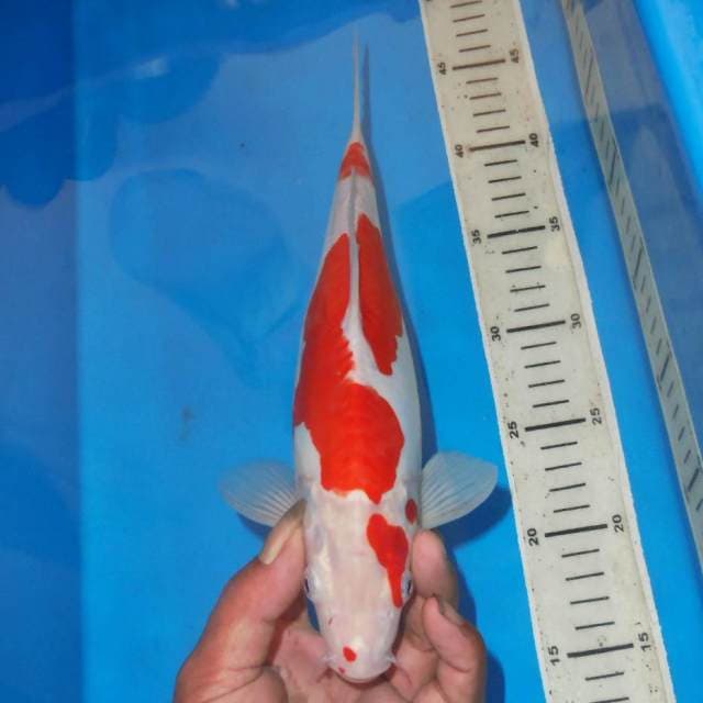 DOITSYU KOHAKU