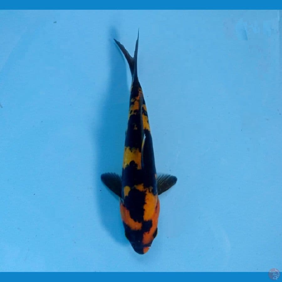 hi utsuri 16 cm