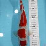 sanke 31 cm