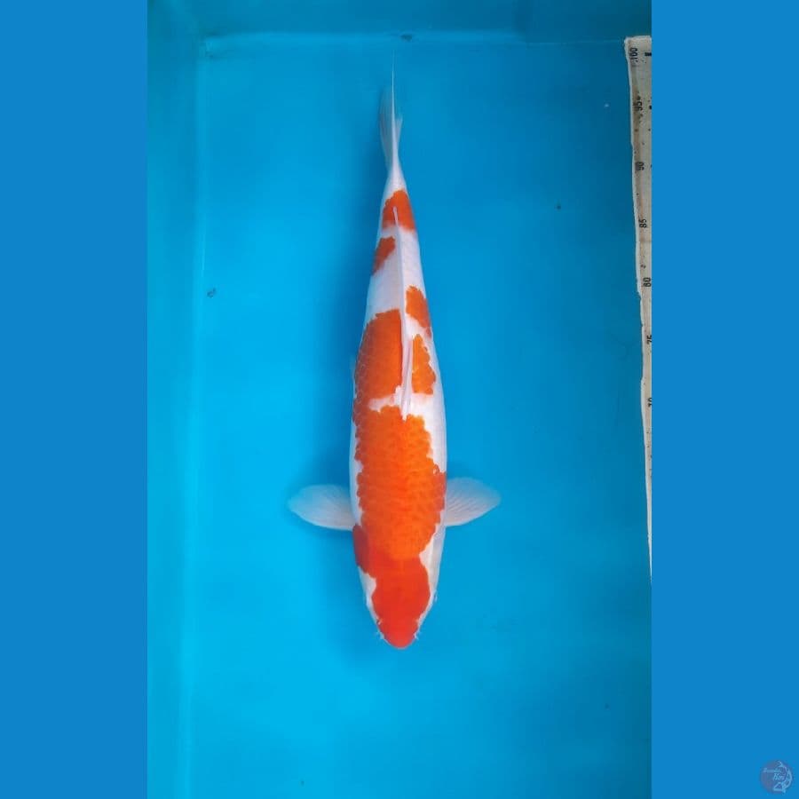 Kohaku Female 45cm