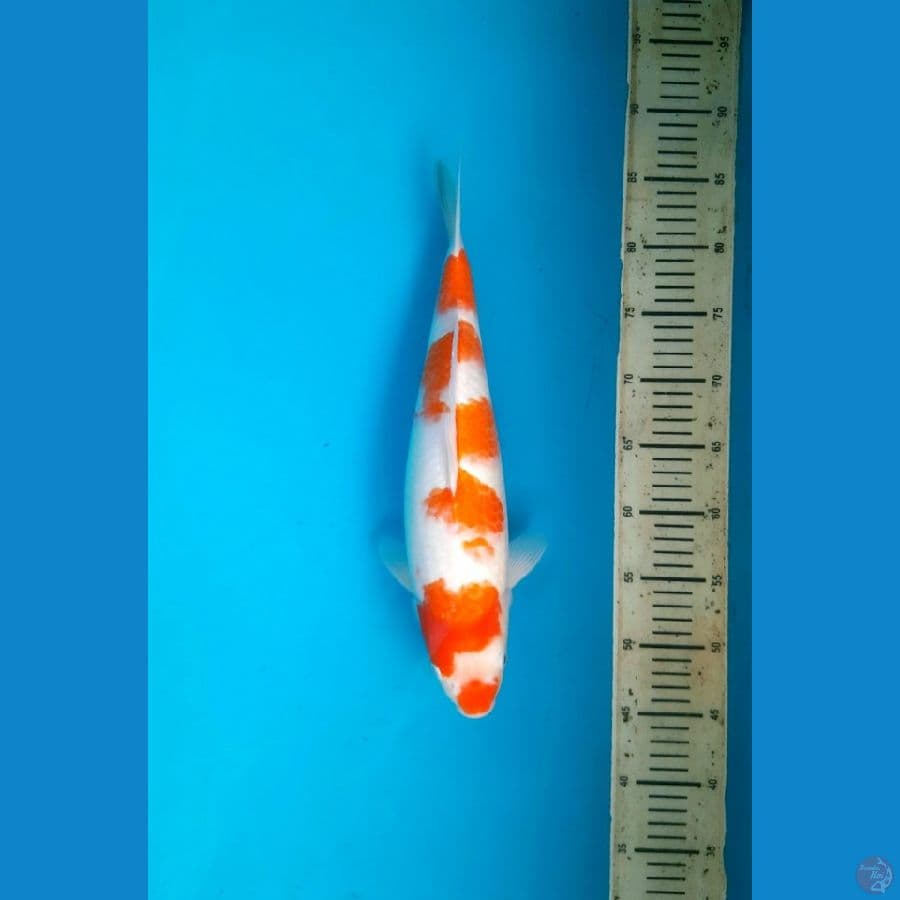 Kohaku female 40cm