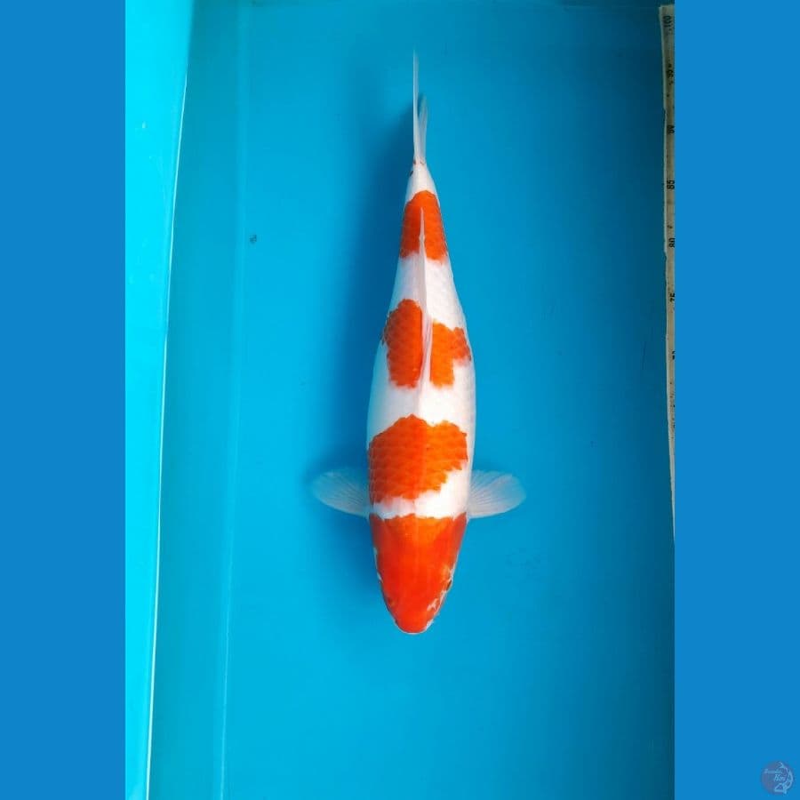Kohaku female 45cm