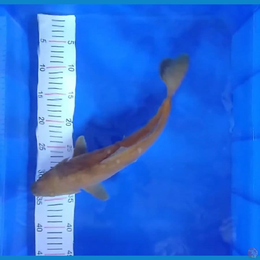 chagoi 37 cm
