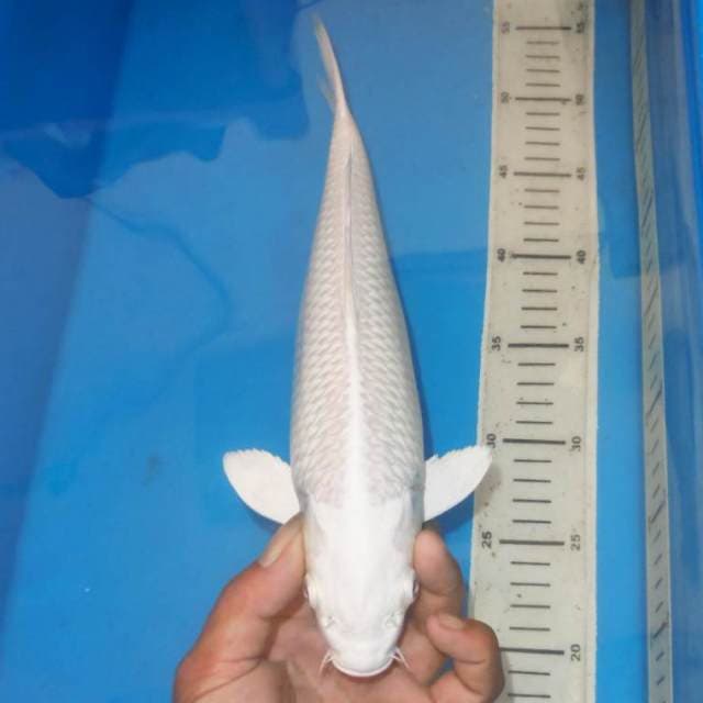 PLATINUM WHITE RUDAL