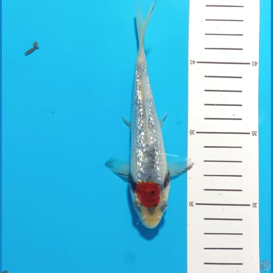 15 cm ginrin tanco showa
