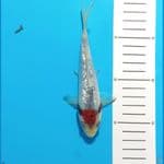 15 cm ginrin tanco showa