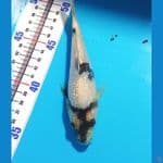 16 cm ginrin shiro
