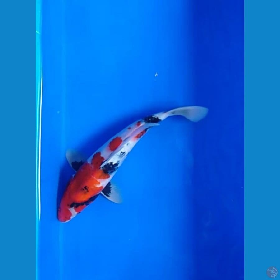 showa tategoi 29 cm