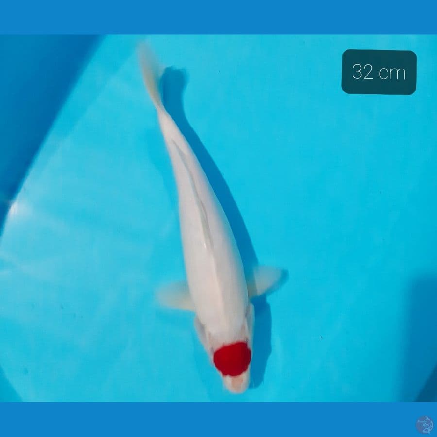 pangkal ekor tebal 32 cm