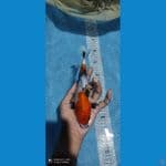 showa 21 cm