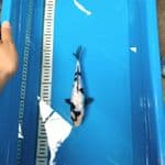 shiro Ginrin Sq 23cm