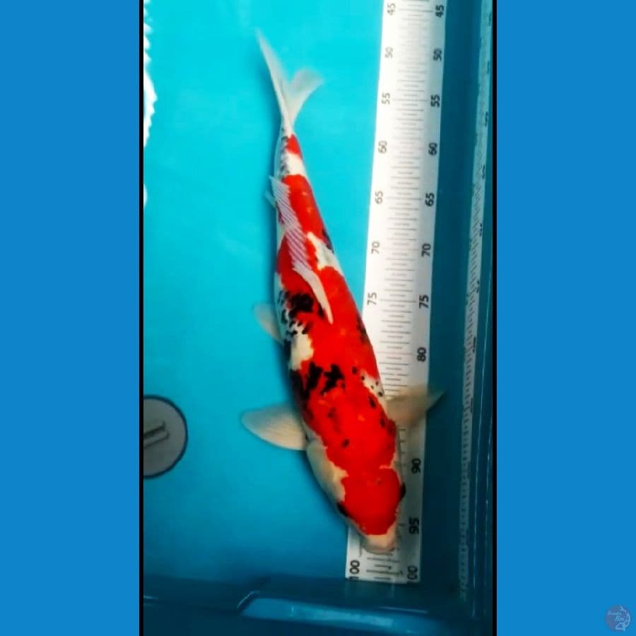 sowa sansoku