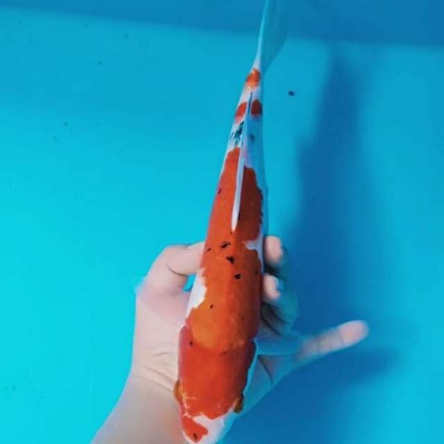 Red sanke 35cm