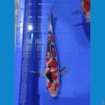sanke 25 cm