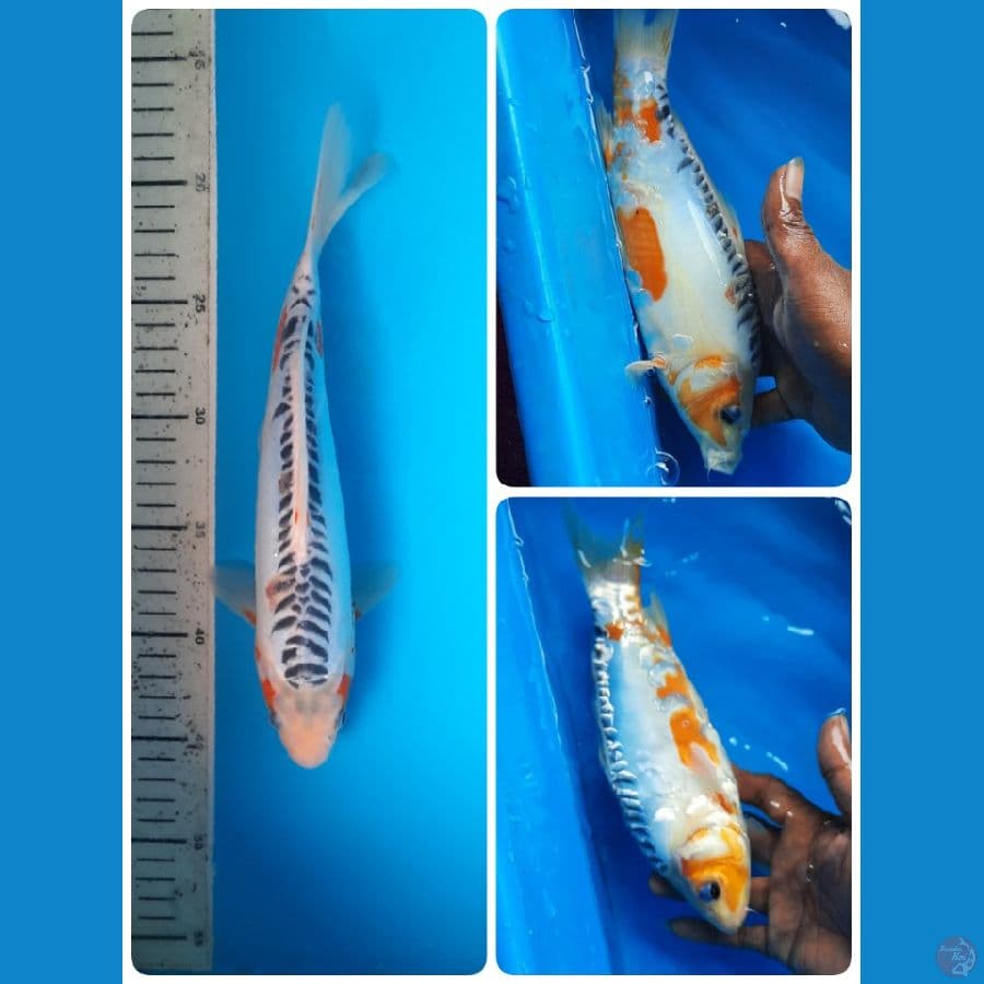 shusui 27cm 