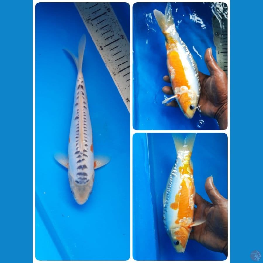 shusui 27cm