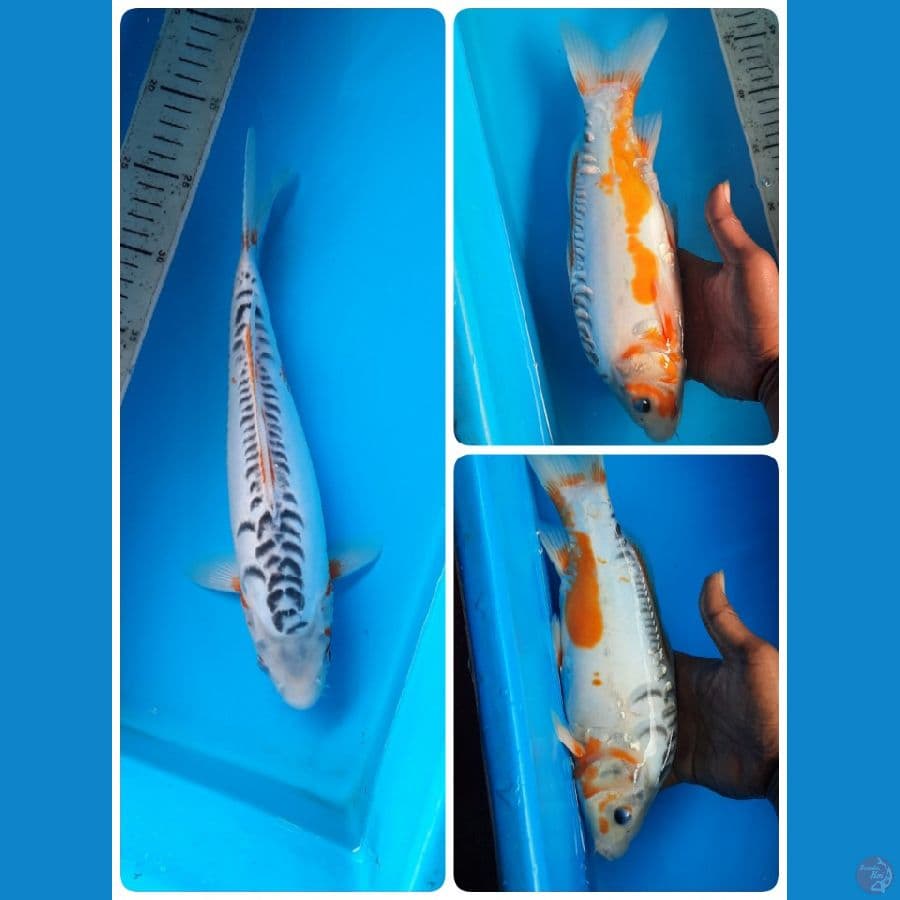 shusui 32cm 