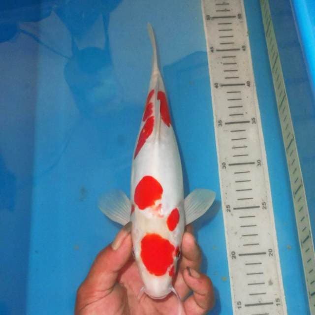 MARUTEN SANDAN KOHAKU