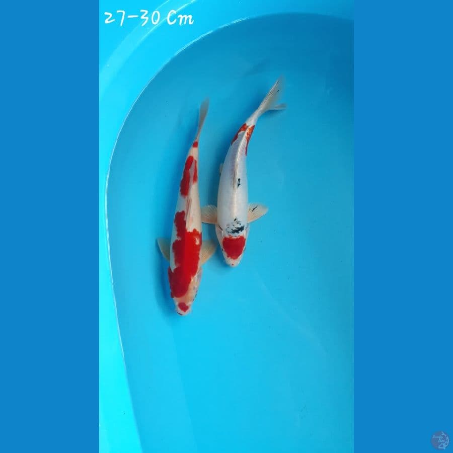 Kohaku Sanke Red Strong