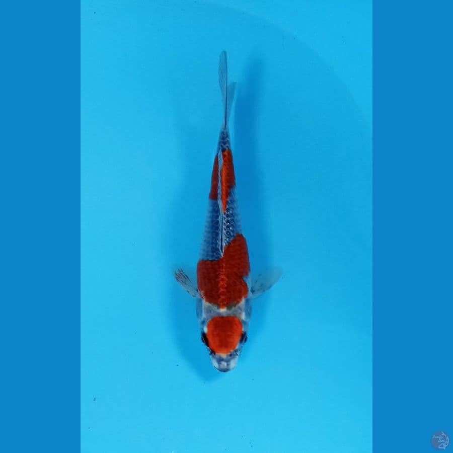 goshiki maruten 22cm