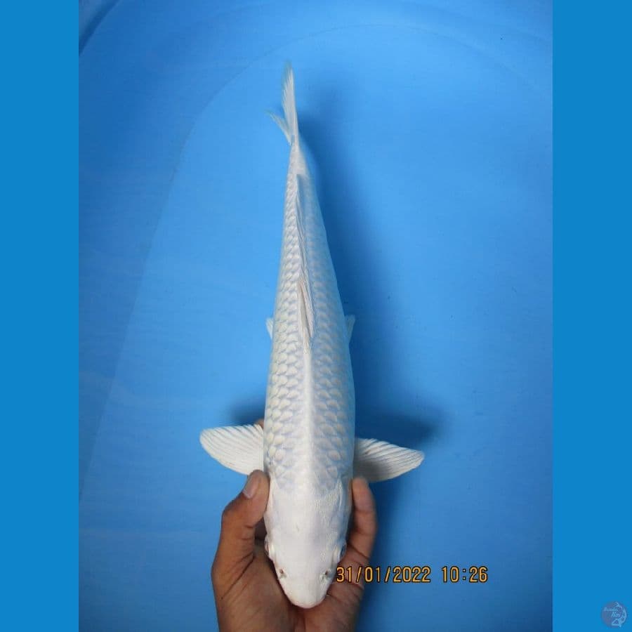 MKC KOI GRUB