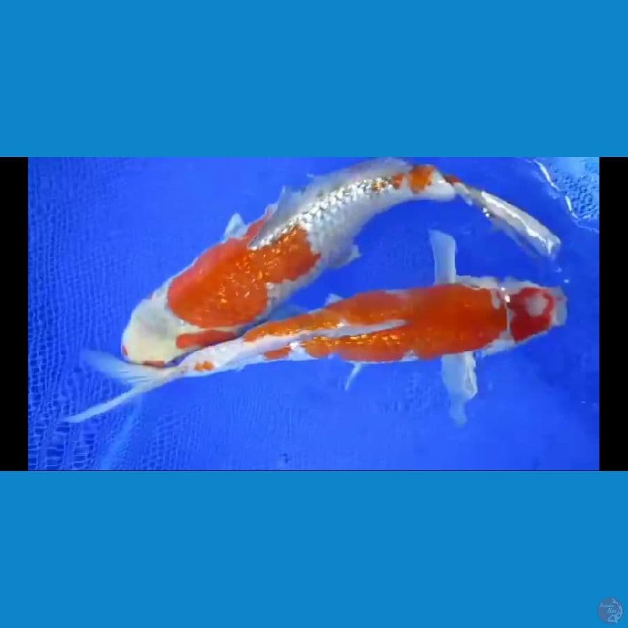 MKC KOI GRUB