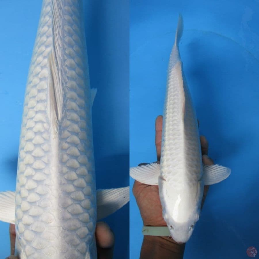 MKC KOI GRUB