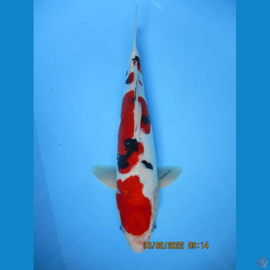 MKC KOI GRUB