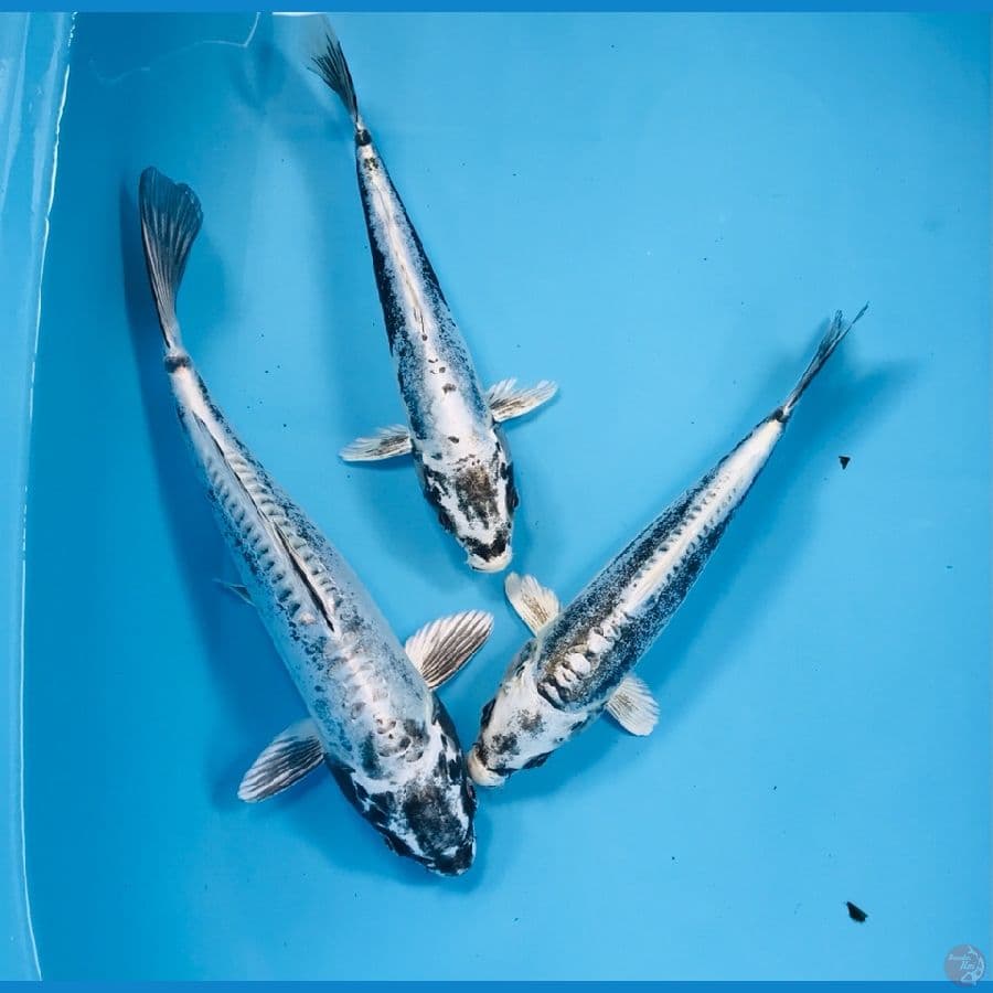 paket kikokuryu, 20-25cm