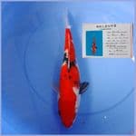 showa sanshoku 40cm