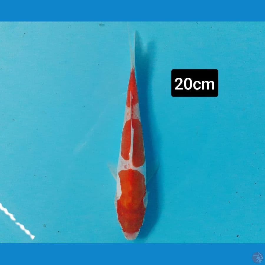 Kohaku