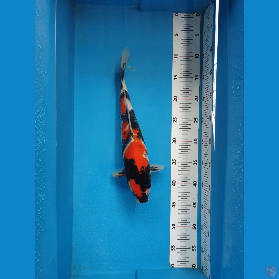 SHOWA 34cm MALE
