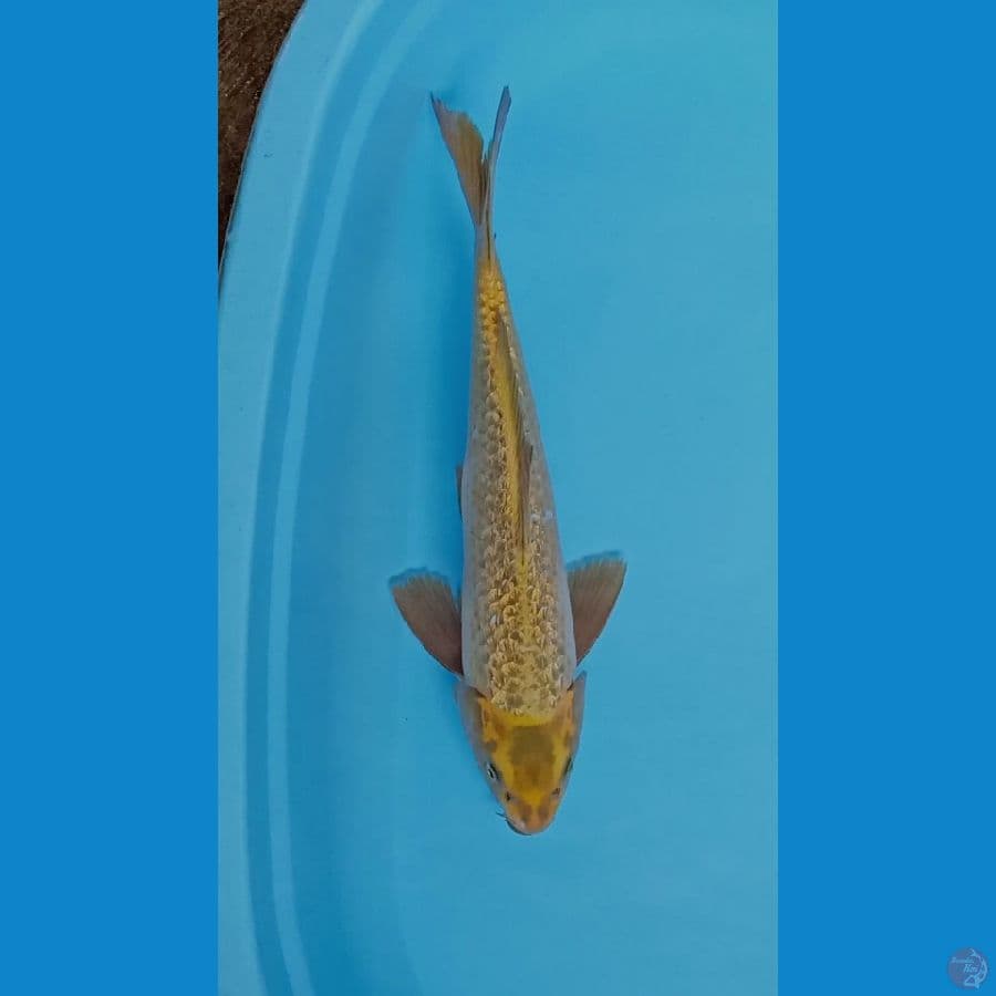mukashi ginrin gold 40cm