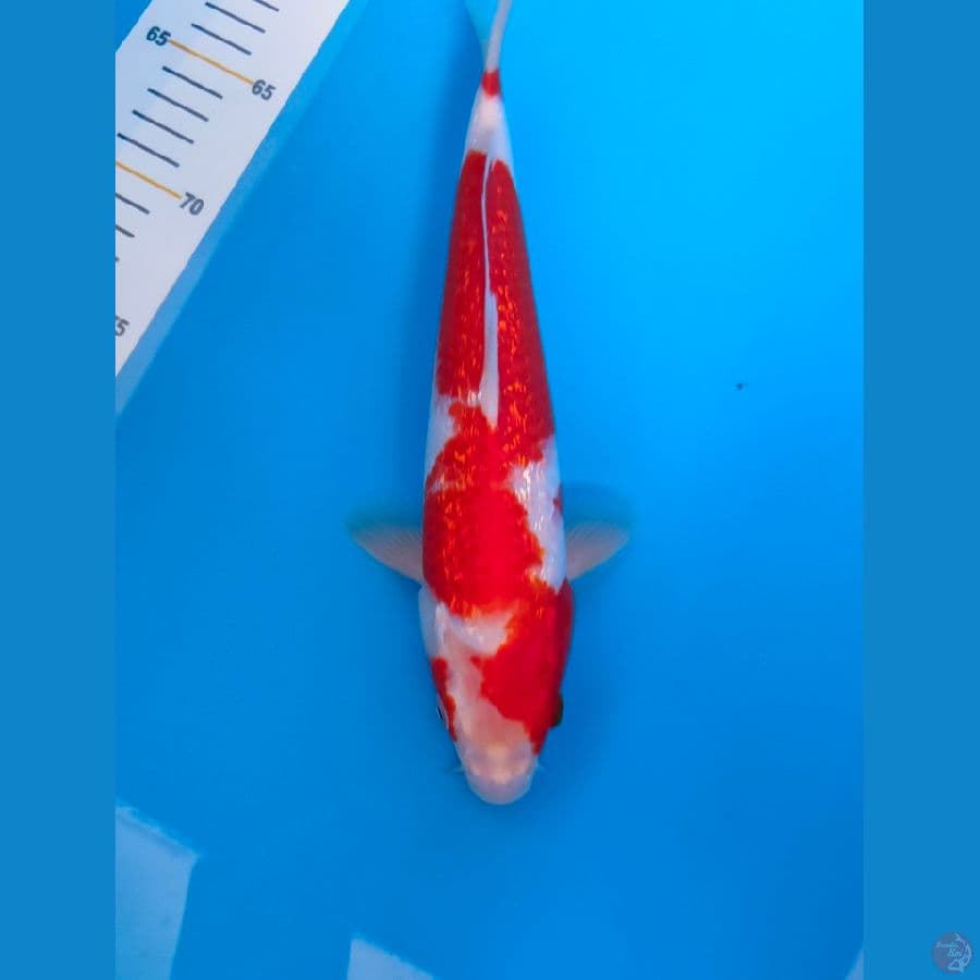 3. Red Strong Kohaku Gindrin