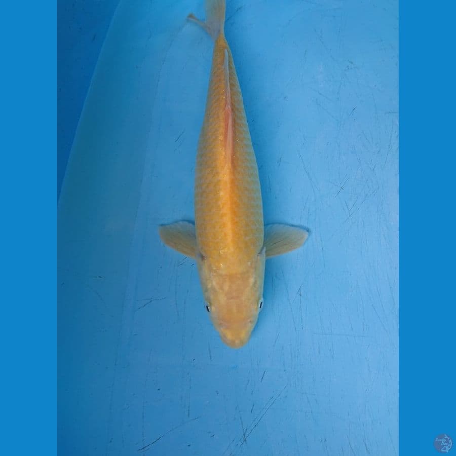 KARASI MATA MERAH 35 cm
