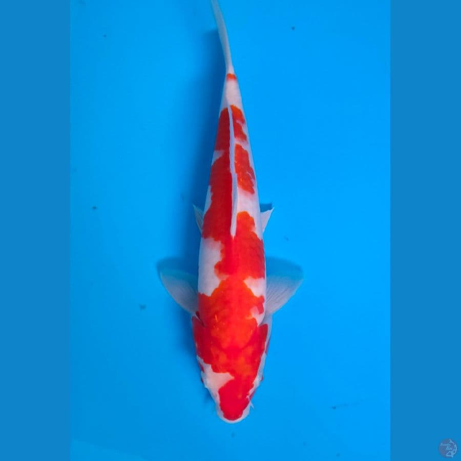 6. Kohaku Jantan