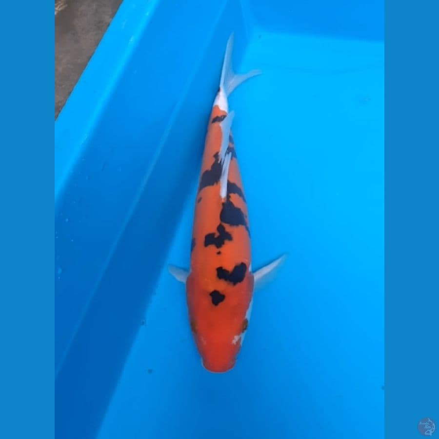 aka sanke 31cm